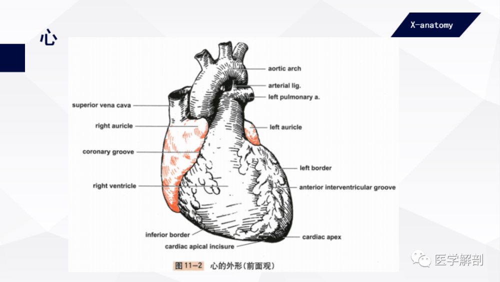 人体解剖学:心|心的外形