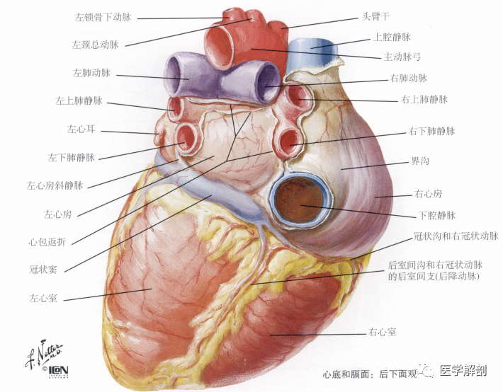 人体解剖学:心|心的外形