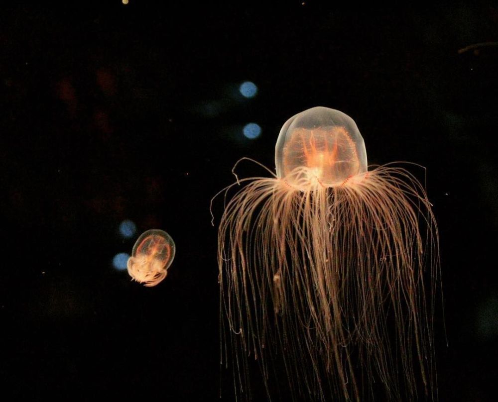 海洋生物中长生不死的灯塔水母也许是找到人类长寿的密码