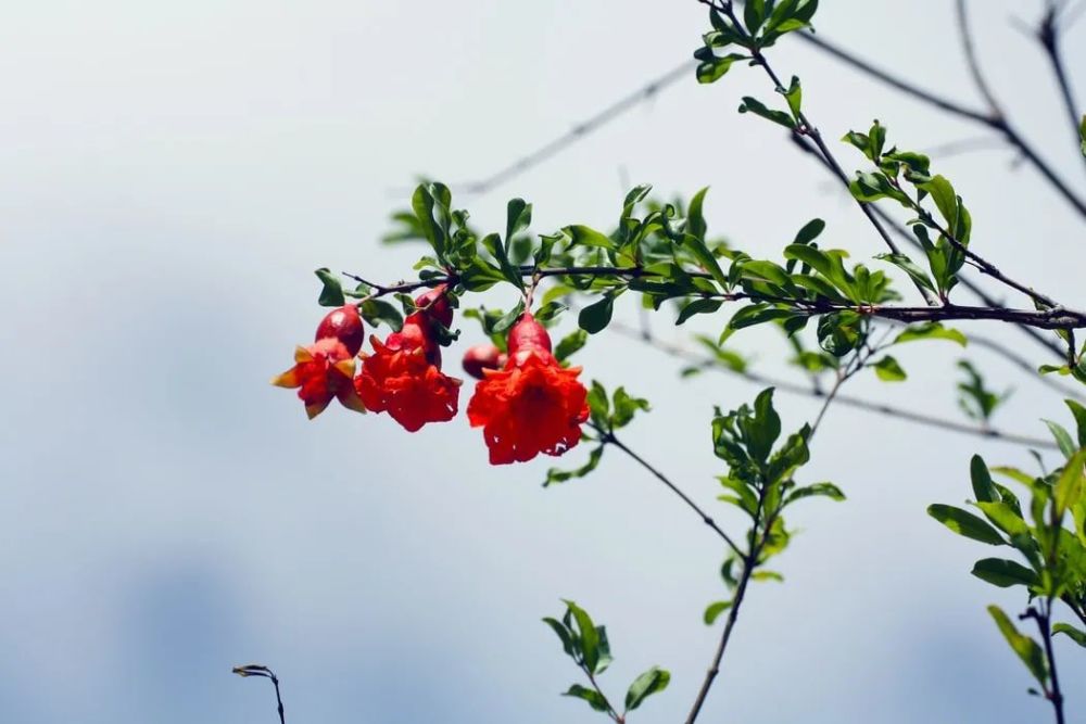 6首石榴花诗词,榴花欲燃,惊艳了整个夏天