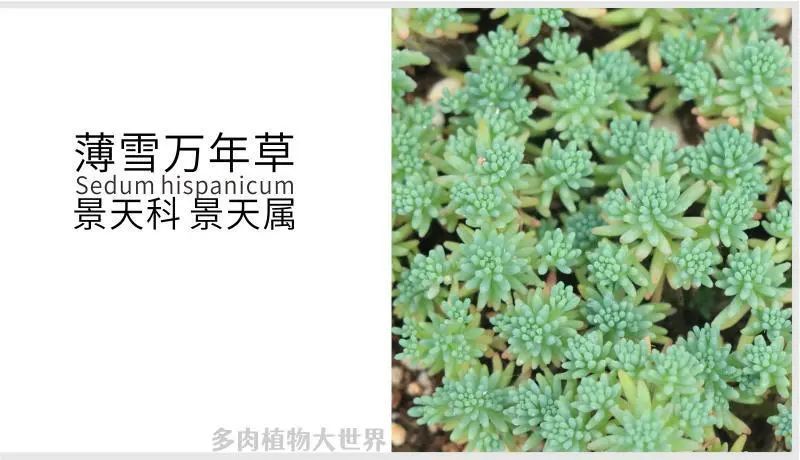 "薄雪万年草"景天科景天属多肉植物,小型种,易群生