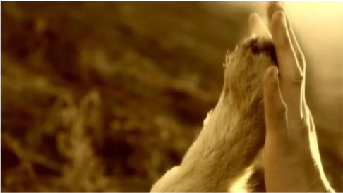 她历时7年,把狼当儿子养,如今10年后他们的结局令人心痛