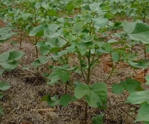 2021年棉花田杂草科学防控技术方案你知多少