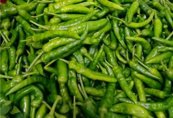 期待吗?下个月 莲乡人就可以吃到本地樟树港辣椒了!