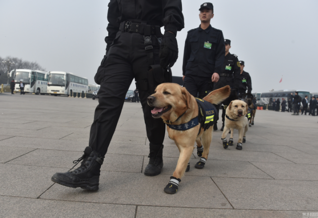 漫谈警犬的发展历史