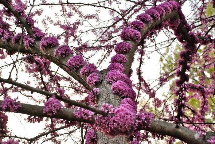 东方紫荆花 (加拿大紫荆花) 花树