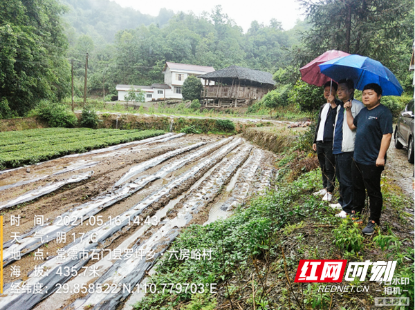 我为群众办实事丨石门县农业农村局奋力抗灾帮助烟农渡难关