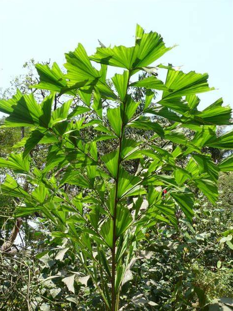 荒野维生野菜系列—董棕