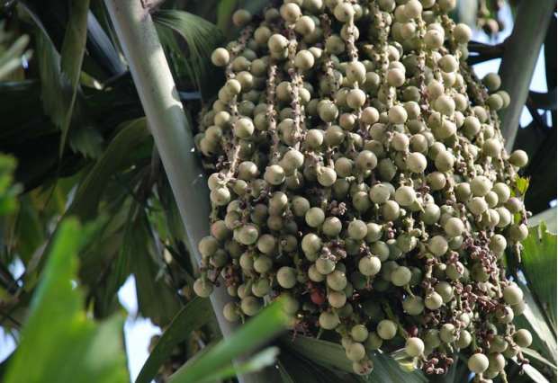荒野维生野菜系列——董棕