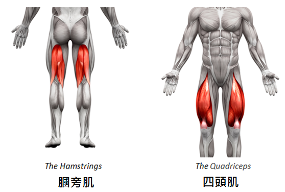 涨知识|跑步会减少我的肌肉?这是一个伪命题