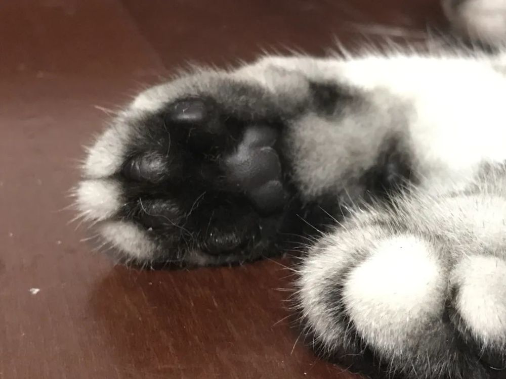 比如黑色的猫爪 粉色的肉垫…简直是极品中的极品~恰好跟锋利的指甲