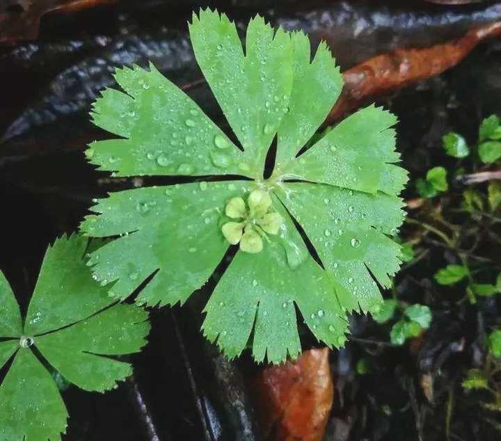 秦岭发现奇特植物,只有一叶一花,很娇弱却从恐龙时代生存到现在