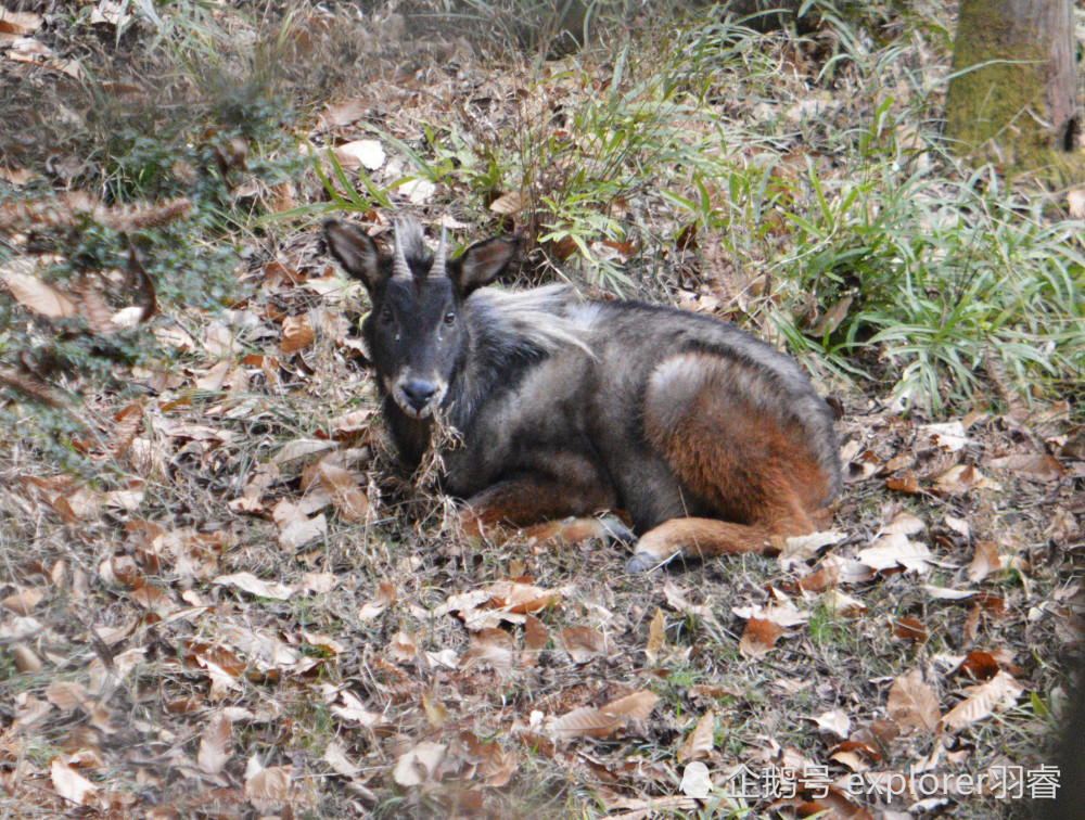 唐家河的中华鬣羚