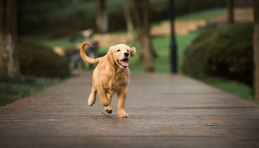 生命之声:金毛犬