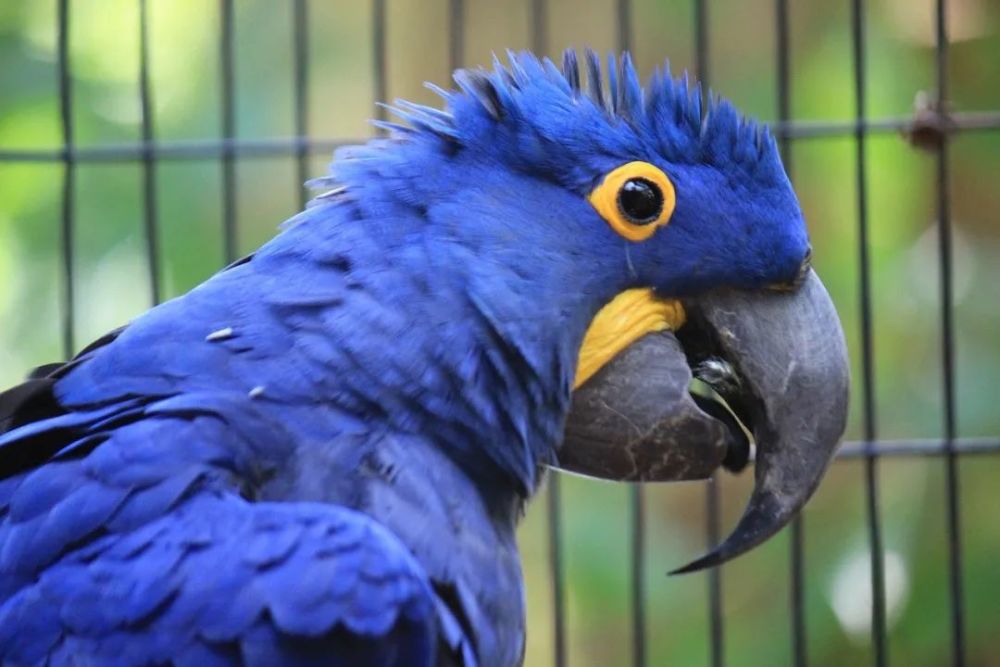很多养鹦鹉的玩家都认为紫蓝金刚最贵,可能是紫蓝色羽毛颜色比较稀有