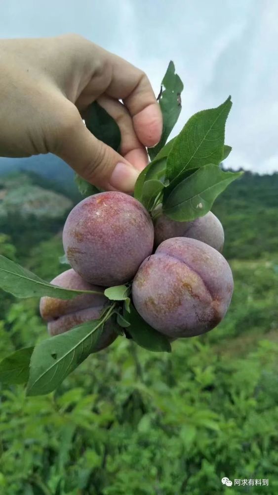 封开麒麟李,为什么这么好吃?