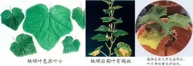 易疏忽的黄瓜氮,磷,钾肥的缺失判断 如何防治?