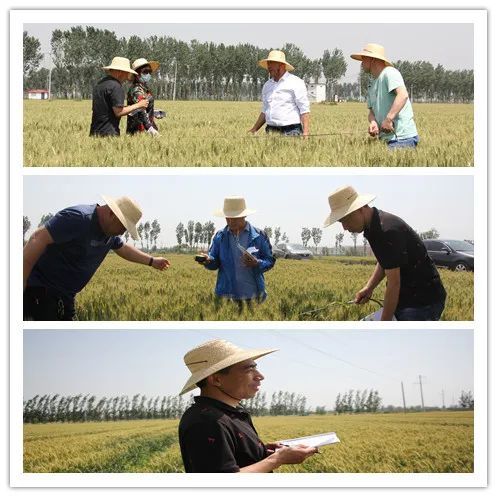 小小叶面肥农业增产显神手|温延臣|临邑县|恩宝生物|叶面肥|中国农业