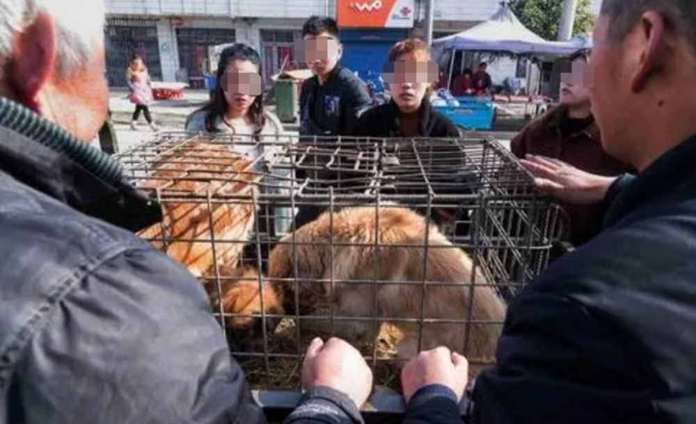 男子卖狗肉遭爱狗人士拘禁4小时!逼迫下跪,扇耳光,针扎,5人被判缓刑