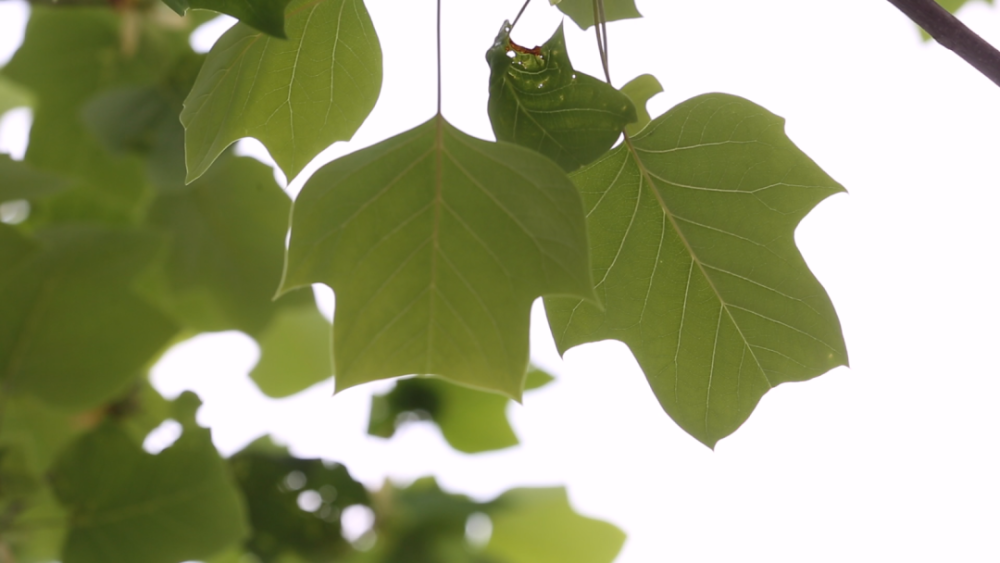 鹅掌楸,是木兰科鹅掌楸属植物.