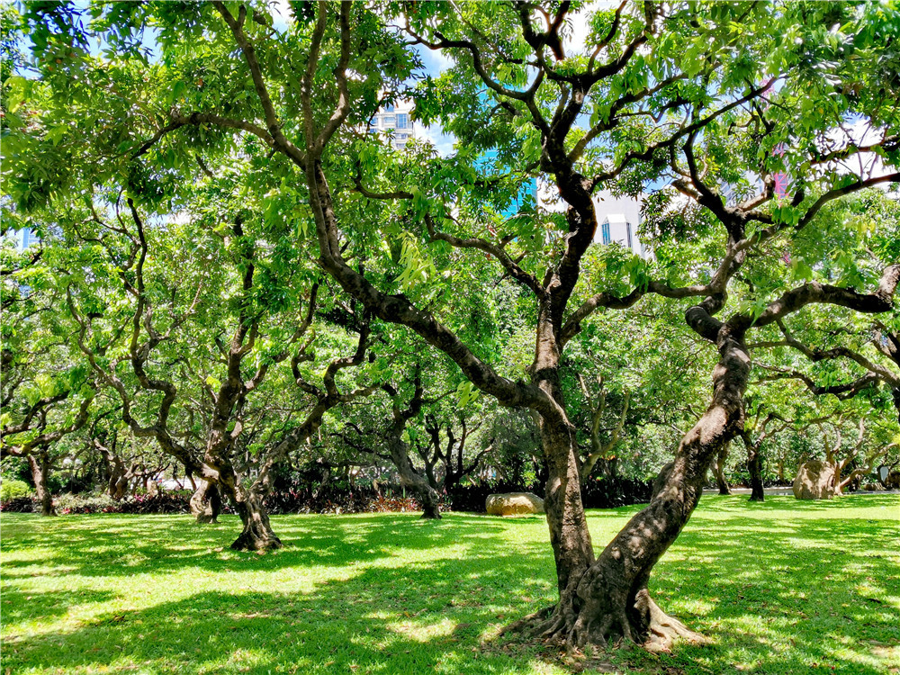 荔枝公园的荔枝林,绿树葱郁果实累累,随手一拍就是一幅风景画