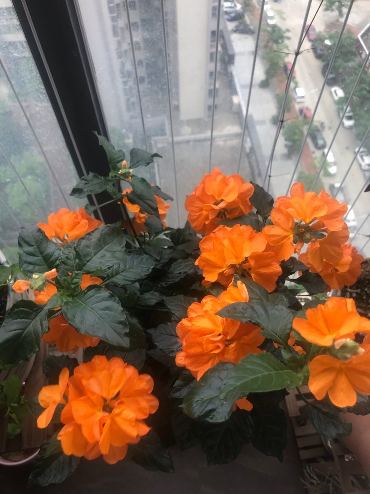 久不见光容易导致植物徒长,不开花或少开花,室内养的也要经常搬到阳台