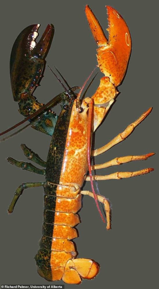 美国海岸发现变异螃蟹,左雌右雄,自己和自己就能完成交配!