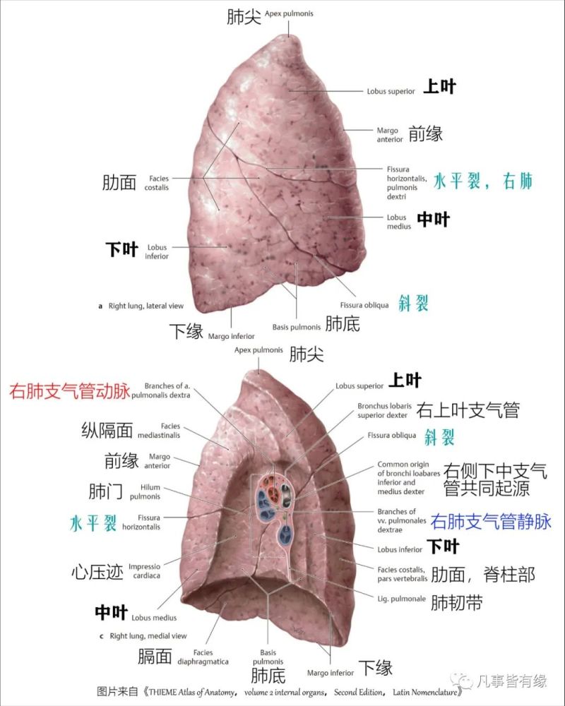 好漂亮的肺部解剖!