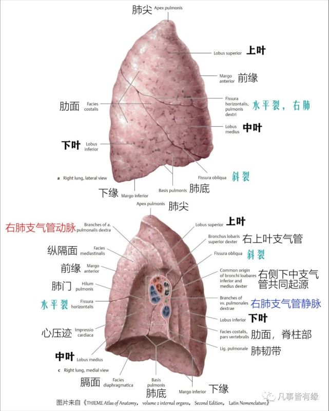 5cm左右的肺下界,将右肺分成:前上方的中,上叶,和后下方的下叶.