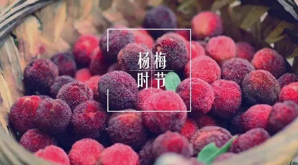 清凉乐山|夏天了,你的冰镇杨梅准备好了吗?