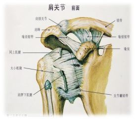 脑卒中后肩关节半脱位,康复训练来支招