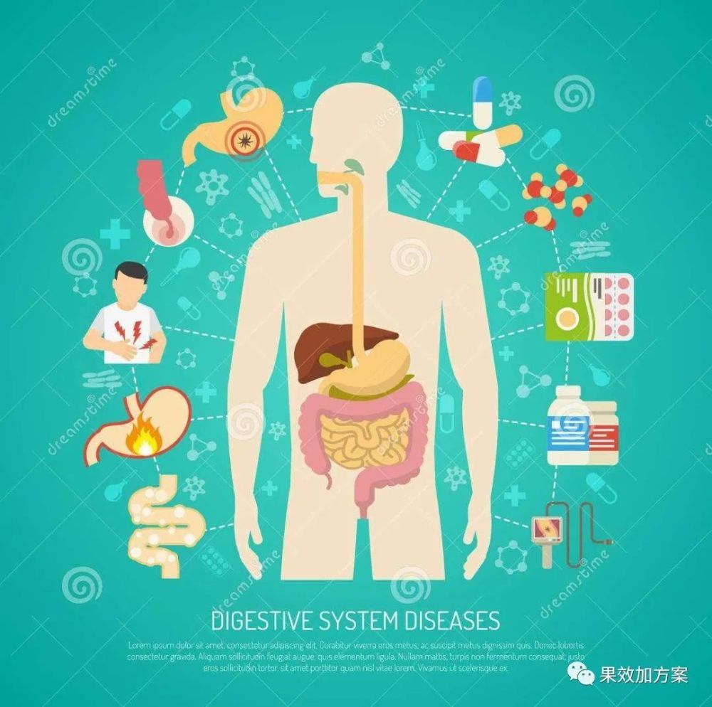 消化系统的基本功能是摄取,转运,消化食物,吸收营养并排泄废物.