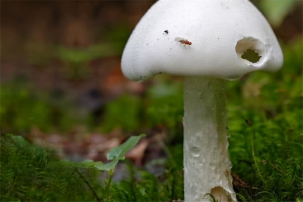 世界十大致命毒蘑菇:焦脚菌上榜,死亡帽毒性最大