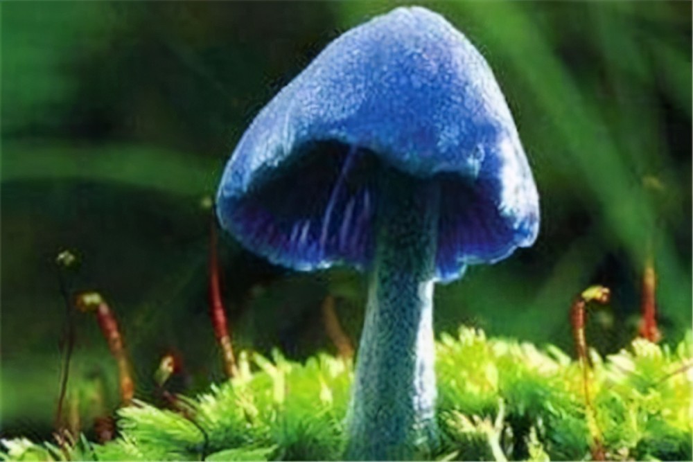 世界最奇特且最毒的十大蘑菇 血齿菌像是草莓奶油冰淇淋