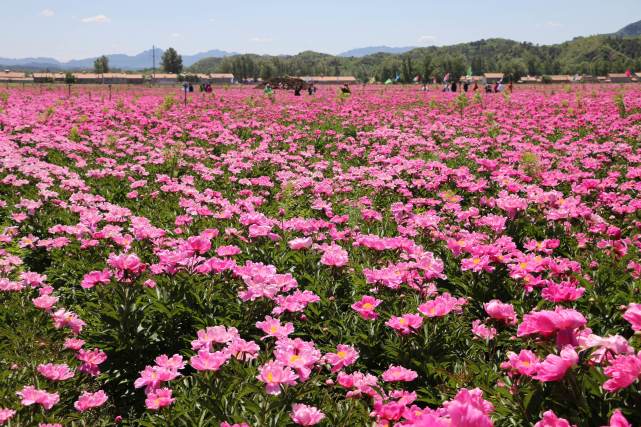 6月3日,游人在承德县三沟镇三沟村林药间作基地观赏芍药.