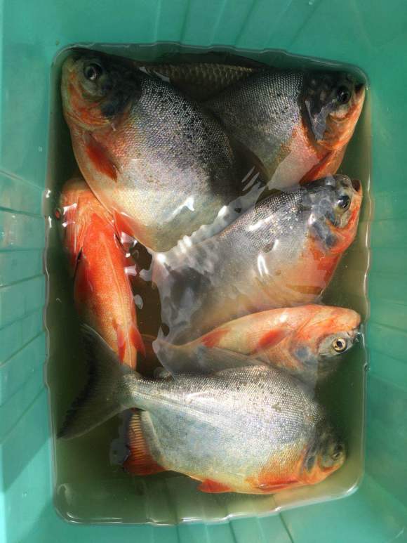 广东河道有人放生上千条鱼,都是食人鲳?网友:这鱼能咬死鸭子