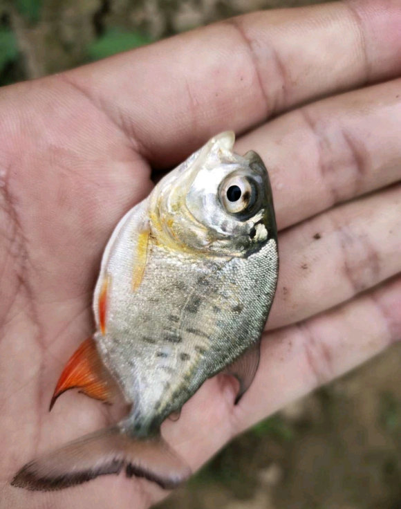 广东河道有人放生上千条鱼,都是食人鲳?网友:这鱼能咬死鸭子