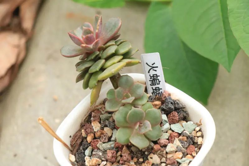 "火蝙蝠"景天科景天属多肉植物,小型品种