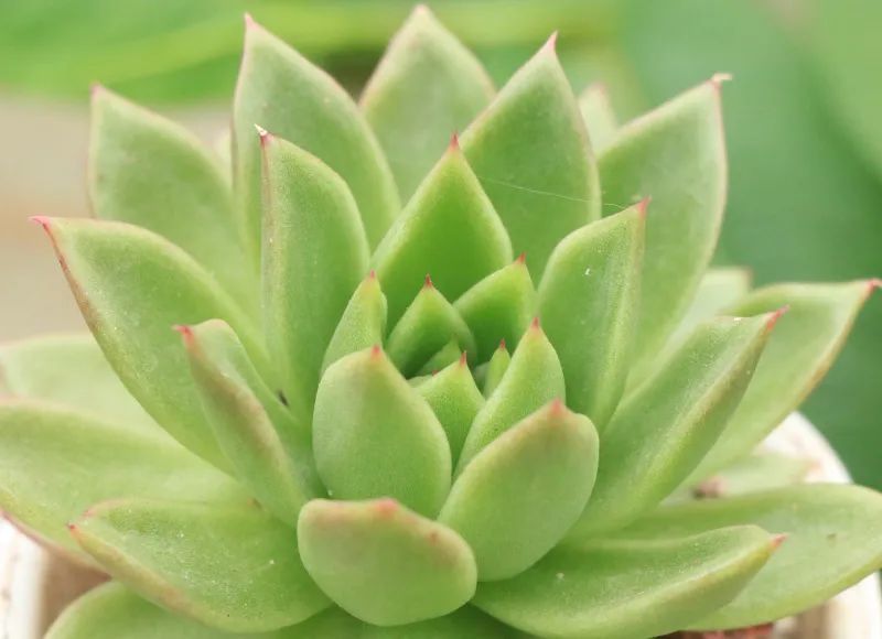 白蜡冬云景天科拟石莲花属多肉植物中型园艺杂交品种