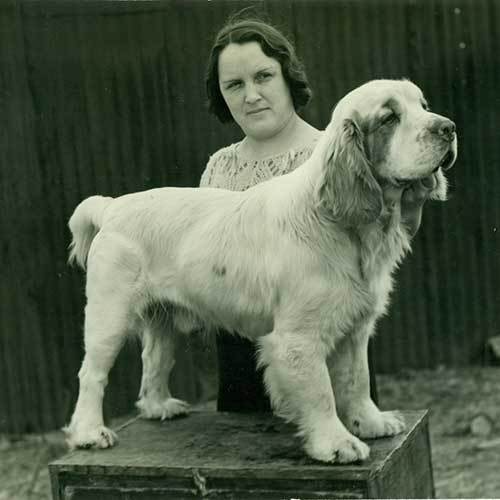 寻根问祖系列(55):西班牙小猎犬(clumber spaniel)