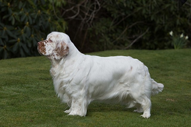 寻根问祖系列(55):西班牙小猎犬(clumber spaniel)