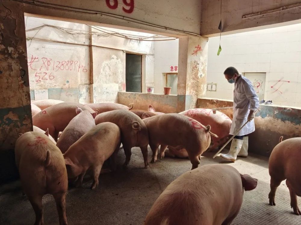 严把生猪屠宰检疫质量关 确保群众吃上安全放心肉