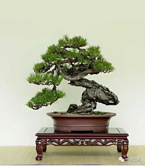 读成范永的盆景格言,欣赏韩国清风盆栽展精选作品