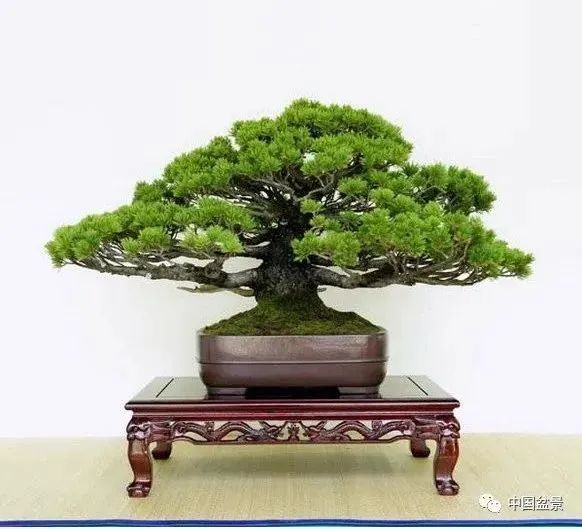 读成范永的盆景格言,欣赏韩国清风盆栽展精选作品