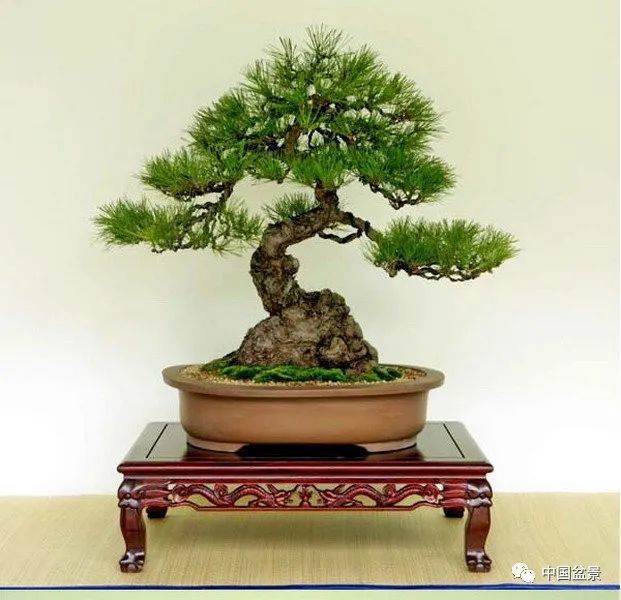 读成范永的盆景格言,欣赏韩国清风盆栽展精选作品