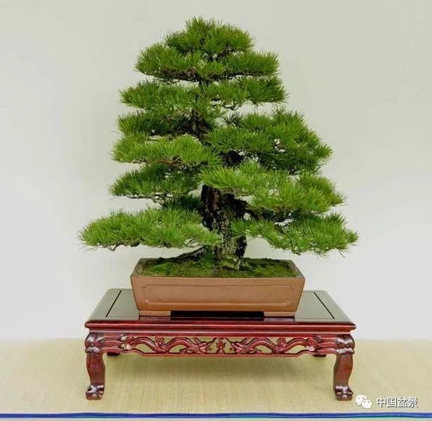 读成范永的盆景格言,欣赏韩国清风盆栽展精选作品