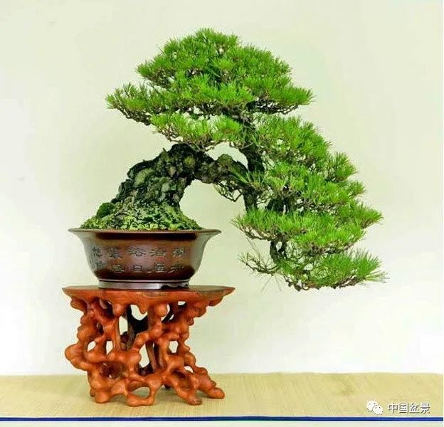 读成范永的盆景格言,欣赏韩国清风盆栽展精选作品