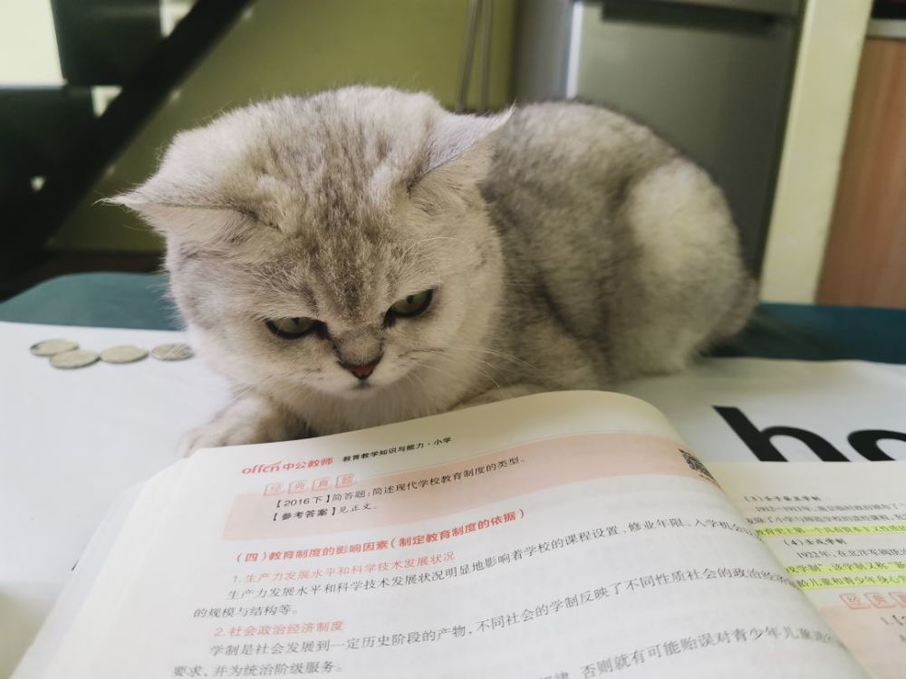 "洗了澡的小猫咪表示,原来想杀一个人眼神是藏不住的哈哈哈"