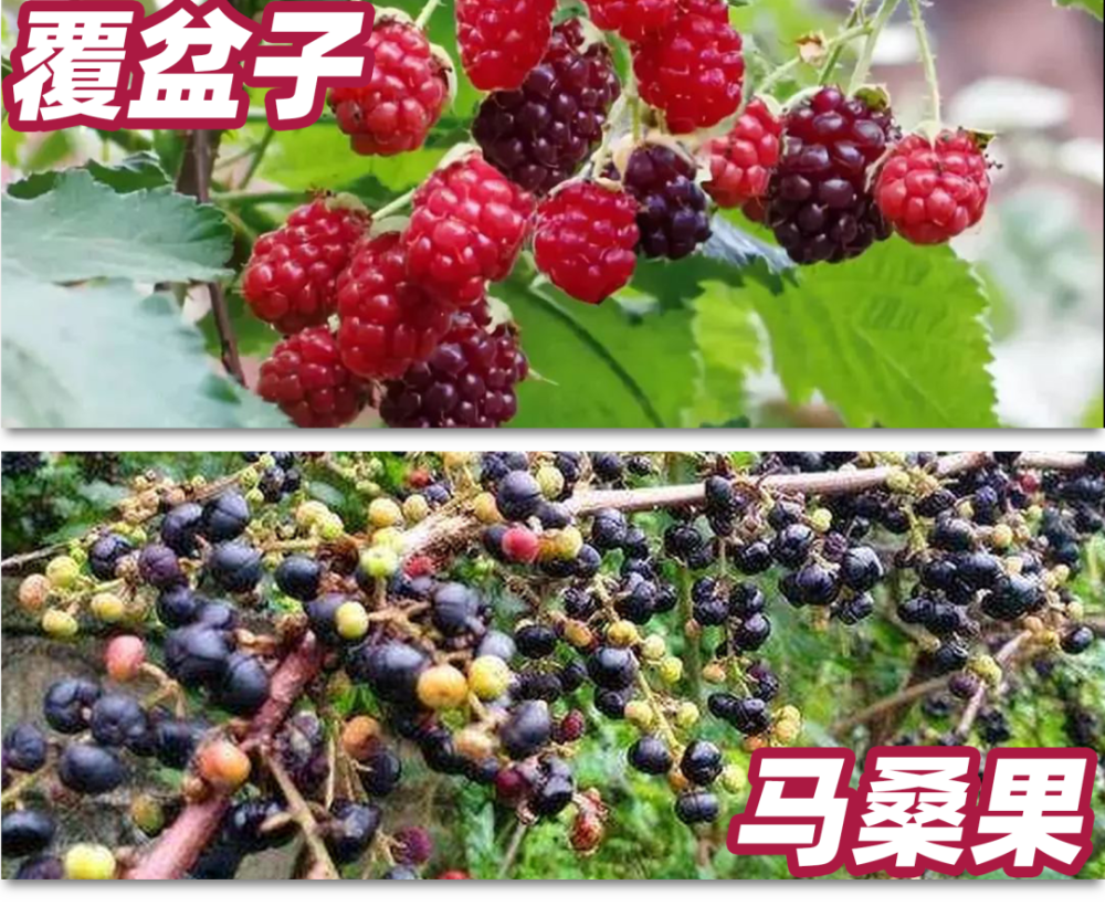 增城人注意!路边这种长得像桑葚的果子千万别吃!有剧毒!