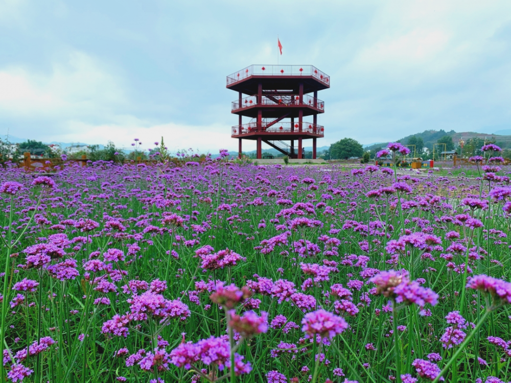 【夏季打卡推荐】崇义花海   阳明山森林公园一日游攻略,你get了吗?